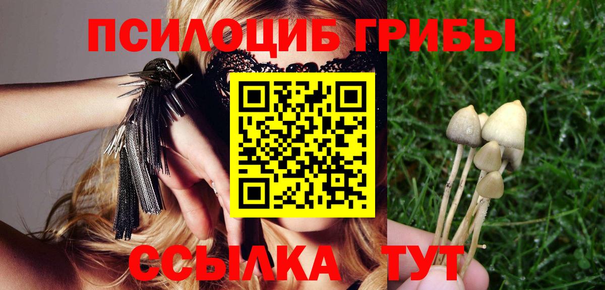 Подольск  наркотики  Вход с VPN  Галлюциногенные грибы Psilocybe  Галлюциногенные грибы Psilocybine cubensis 